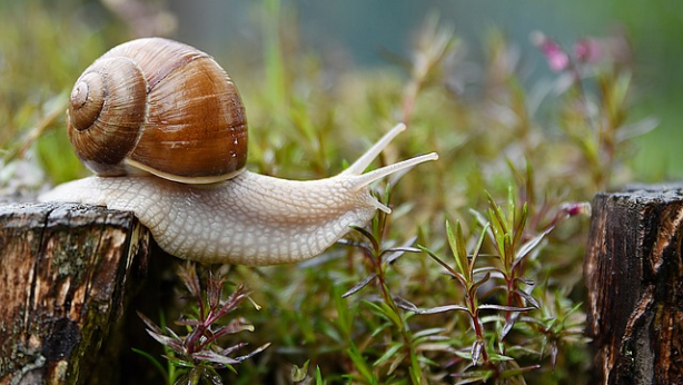 snail-g6b7a61573_640