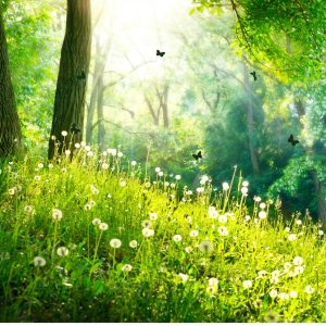 Za 27 jun: Eigen Lied Wandeling in het Keukenhofbos